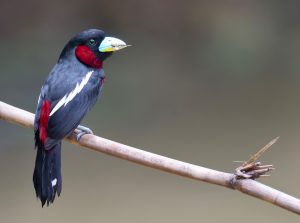 Black-and-Red Broadbill, 黑红阔嘴鸟, Cymbirhynchus macrorhynchos-gallery-