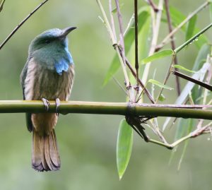 Blue-bearded Bee-eater, 蓝须夜蜂虎, Nyctyornis athertoni-gallery-