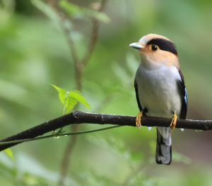 Silver-breasted Broadbilll, 银胸丝冠鸟, Serilophus lunatus-gallery-