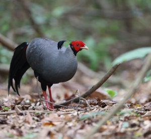 Siamese Fireback, 戴氏火背鹇, Lophura diardi-gallery-