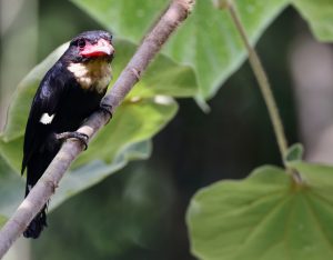 Dusky Broadbill, 乌暗阔嘴鸟, Corydon sumatranus-gallery-