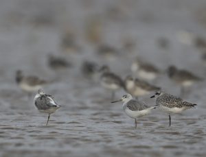 Nordmann’s Greenshank, 小青脚鹬, Tringa guttifer-gallery-