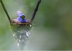 Black-naped Monarch, 黑枕王鹟, Hypothymis azurea-gallery-