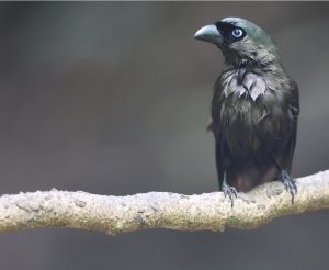 Racket-tailed Treepie, 盘尾树鹊, Crypsirina temia-gallery-