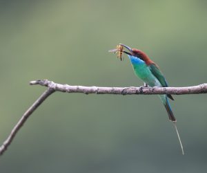 Blue-throated Bee-eater, 蓝喉蜂虎, Merops viridis-gallery-