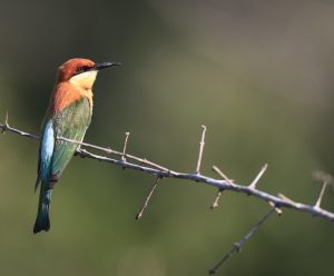 Chestnut-headed Bee-eater, 栗头蜂虎, Merops leschenaulti-gallery-