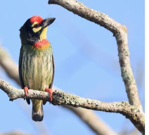 Coppersmith Barbet, 赤胸拟啄木鸟, Psilopogon haemacephalus-gallery-