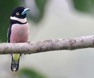 Black-and-Yellow Broadbill, 黑黄阔嘴鸟, Eurylaimus ochromalus-gallery-