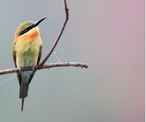 Blue-tailed Bee-eater, 栗喉蜂虎, Merops philippinus-gallery-