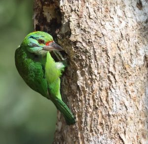 Moustached Barbet, 印尼蓝喉拟啄木鸟, Psilopogon incognitus-gallery-