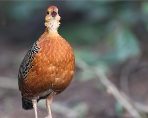 Ferruginous Partridge, 锈红林鹧鸪, Caloperdix oculeus-gallery-