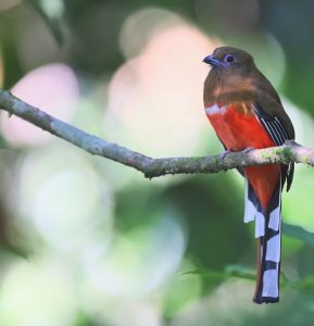 Red-headed Trogon, 红头咬鹃, Harpactes erythrocephalus-gallery-