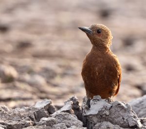 Rufous Woodpecker, 栗啄木鸟, Micropternus brachyurus-gallery-