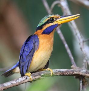 Rufous-collared Kingfisher, 栗领翡翠, Actenoides concretus-gallery-