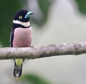 Black-and-Yellow Broadbill, 黑黄阔嘴鸟, Eurylaimus ochromalus-gallery-