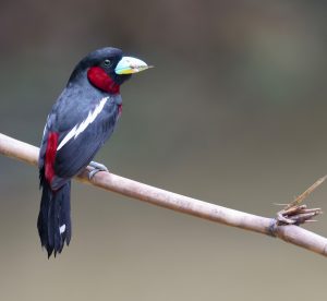 Black-and-Red Broadbill, 黑红阔嘴鸟, Cymbirhynchus macrorhynchos-gallery-