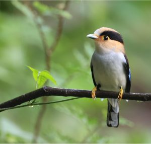 Silver-breasted Broadbilll, 银胸丝冠鸟, Serilophus lunatus-gallery-