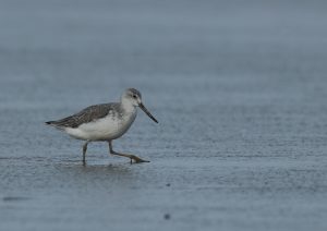 Nordmann’s Greenshank, 小青脚鹬, Tringa guttifer-gallery-