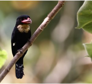 Dusky Broadbill, 乌暗阔嘴鸟, Corydon sumatranus-gallery-