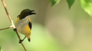 Yellow-sided Flowerpecker, 黄胁啄花鸟, Dicaeum aureolimbatum-gallery-