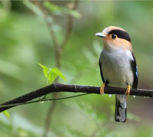 Silver-breasted Broadbilll, 银胸丝冠鸟, Serilophus lunatus-gallery-