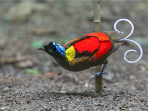 Wilson’s Bird-of-Paradise, 威氏极乐鸟, Diphyllodes respublica-gallery-