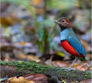 Papuan Pitta, 巴布亚八色鸫, Erythropitta macklotii-gallery-