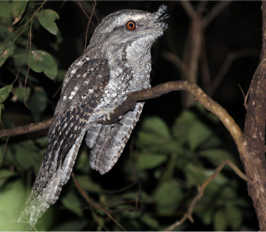 Marbled Frogmouth, 云斑蟆口鸱, Podargus ocellatus-gallery-