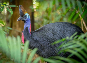 Southern Cassowary, 双垂鹤鸵, Casuarius casuarius-gallery-