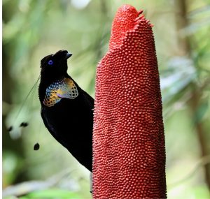 Western Parotia, 阿法六线风鸟, Parotia sefilata-gallery-