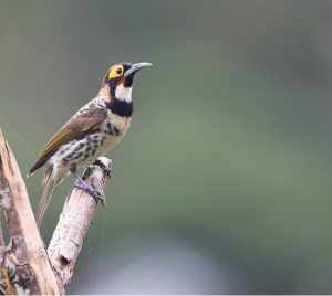 Ornate Melidectes, 棕胸寻蜜鸟, Melidectes torquatus-gallery-