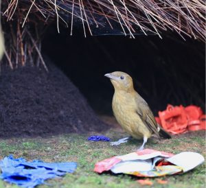 Vogelkop Bowerbird, 褐色园丁鸟, Amblyornis inornata-gallery-