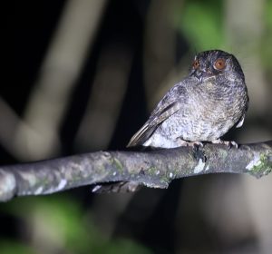 Wallace’s Owlet-Nightjar, 华氏裸鼻鸱, Aegotheles wallacii-gallery-