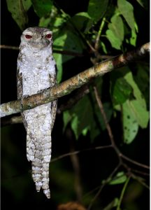 Papuan Frogmouth, 巴布亚蟆口鸱, Podargus papuensis-gallery-