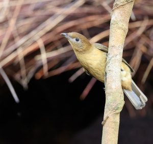 Vogelkop Bowerbird, 褐色园丁鸟, Amblyornis inornata-gallery-