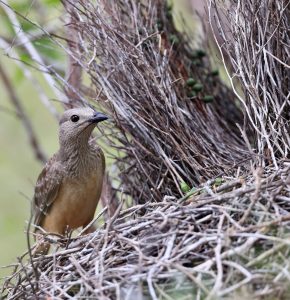 Fawn-breasted Bowerbird, 浅黄胸大亭鸟,  Chlamydera cerviniventris-gallery-