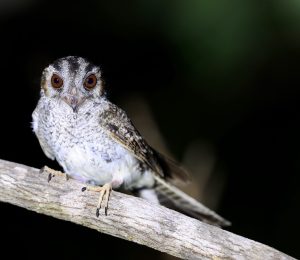 Australian Owlet-Nightjar, 澳洲裸鼻鸱, Aegotheles cristatus-gallery-