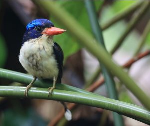 Common Paradise Kingfisher, 普通仙翡翠, Tanysiptera galatea-gallery-