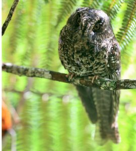 Mountain Owlet-Nightjar, 灰裸鼻鸱, Aegotheles albertisi-gallery-