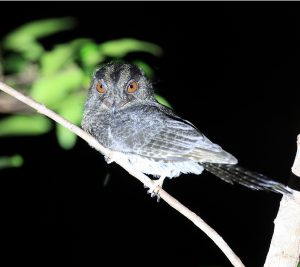 Barred Owlet-Nightjar, 斑裸鼻鸱, Aegotheles bennettii-gallery-