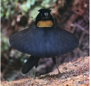 Western Parotia, 阿法六线风鸟, Parotia sefilata-gallery-