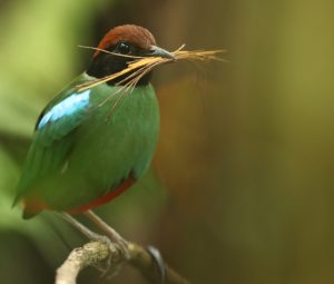 Biak Hooded Pitta, 绿胸八色鸫, Pitta sordida-gallery-