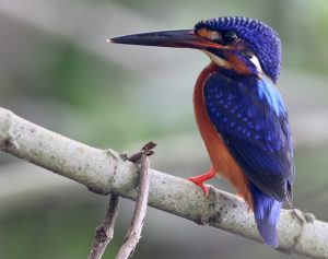 Papuan Dwarf Kingfisher, 巴布亚三趾翠鸟, Ceyx solitarius-gallery-