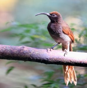 Black-billed Sicklebill, 黑嘴镰嘴风鸟, Drepanornis albertisi-gallery-