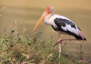 Painted Stork, 彩鹳, Mycteria leucocephala-gallery-