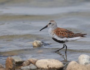 Dunlin, 黑腹滨鹬, Calidris alpina-gallery-