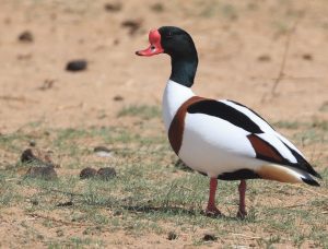 Common Shelduck, 翘鼻麻鸭, Tadorna tadorna-gallery-