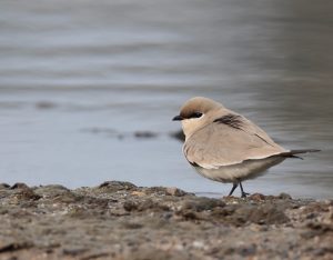 Small Pratincole, 灰燕鸻, Glareola lactea-gallery-