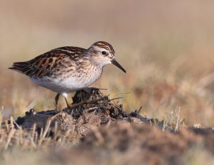 Long-toed Stint, 长趾滨鹬, Calidris subminuta-gallery-