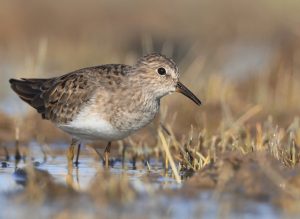 Temminck’s Stint, 青脚滨鹬, Calidris temminckii-gallery-